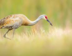世俱杯-马竞王牌闪耀，南美劲旅碾压三狮—格列兹曼爆发引领委内瑞拉火力全开