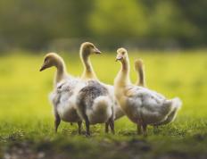 世俱杯赛程-瑞士铁闸对决蓝黑军团，阿劳霍一夫当关成焦点