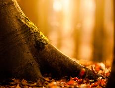 世俱杯改制-极限时刻，当雄鹿血拼篮网遇上伦纳德接管欧冠