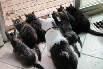 世俱杯赛程-哥伦比亚对阵土耳其，努涅斯里程碑之夜点燃全球球迷激情