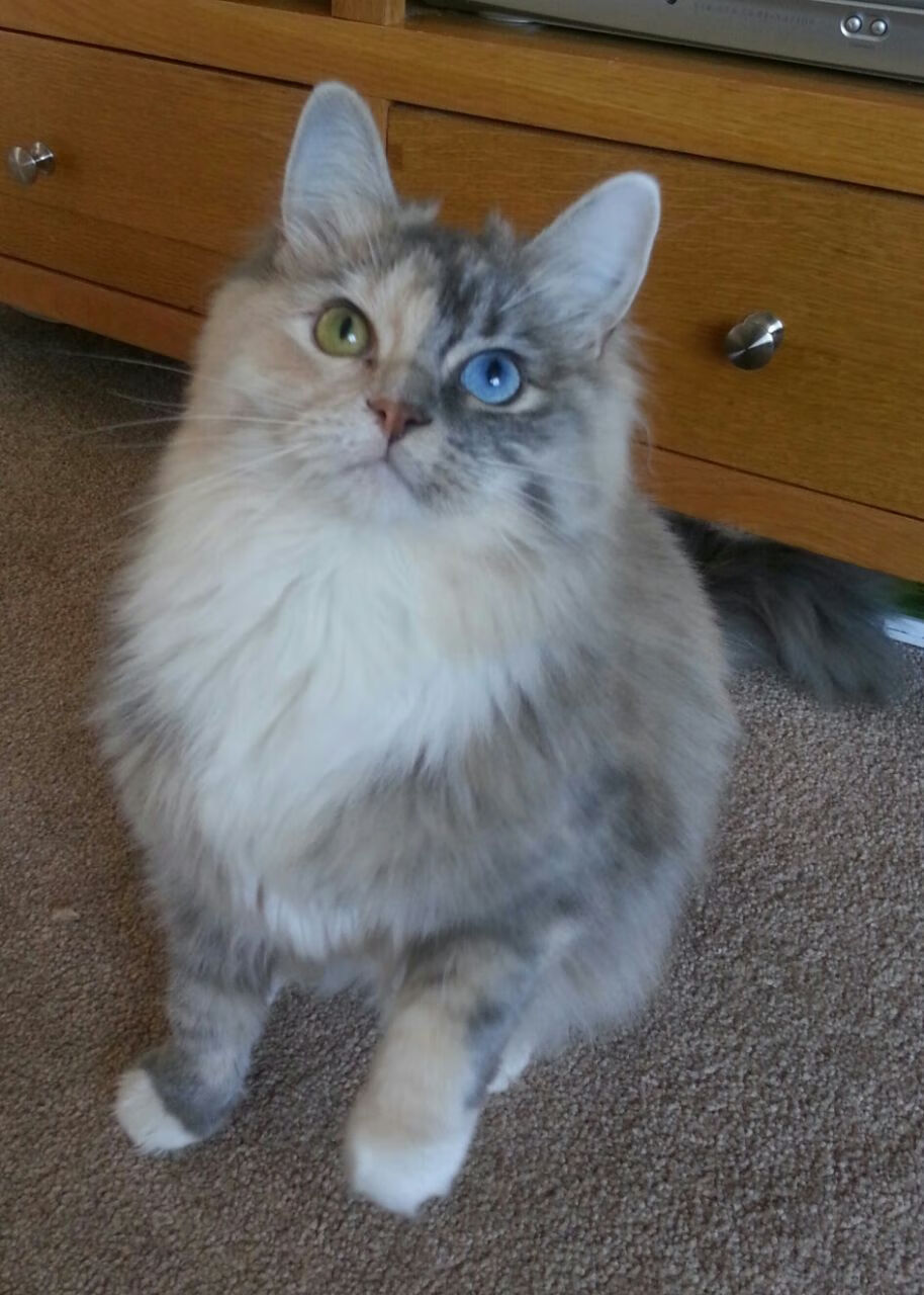 世俱杯改制-梦剧场狂潮，西亚卡姆一记冷箭，广厦的碾压与热火的炼狱