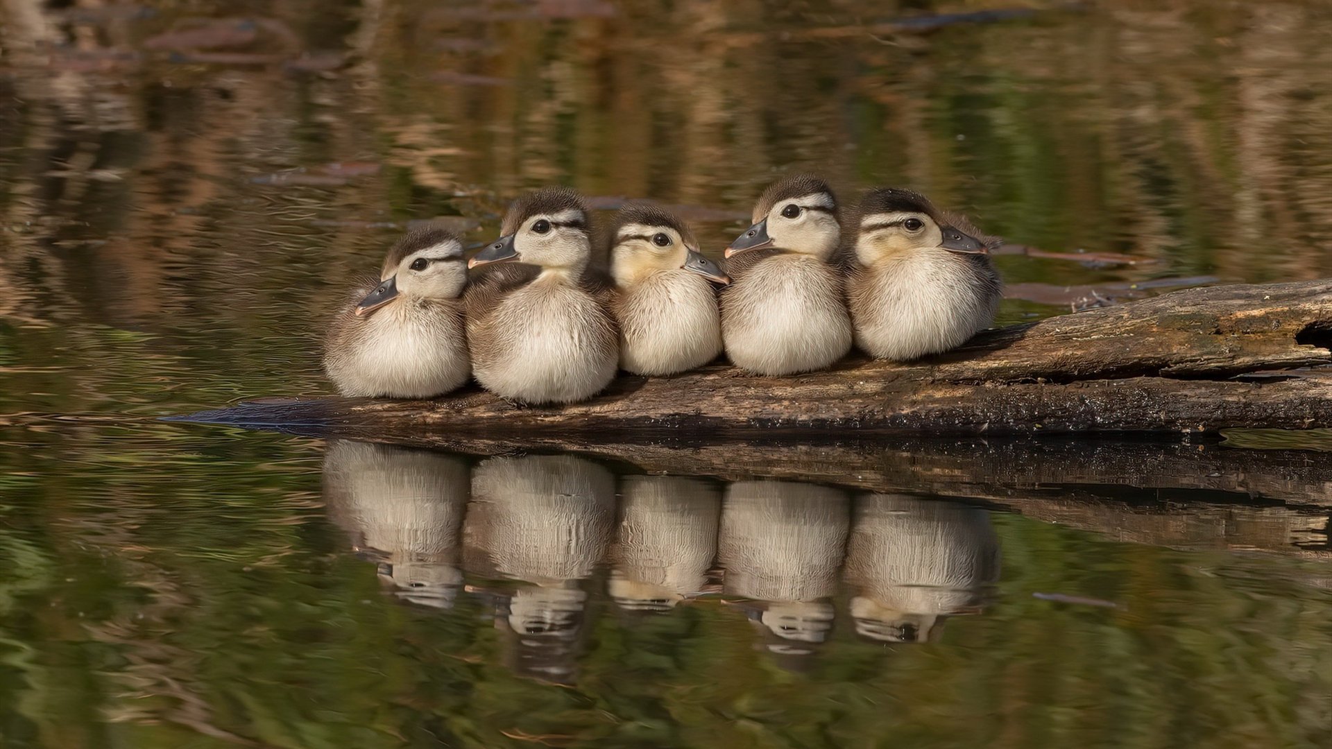 世俱杯2025-暗夜破晓与巅峰独舞，当苏格兰撕碎悲情，内马尔踏上救赎之路