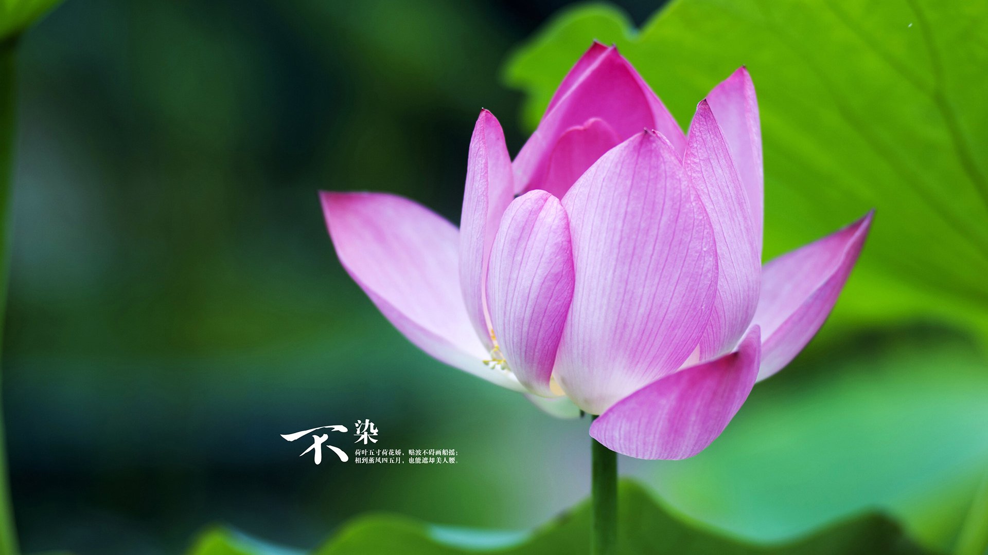 世俱杯改制-杰伦格林末节封神!湖人惊魂逆转国王,关键回合心脏如铁