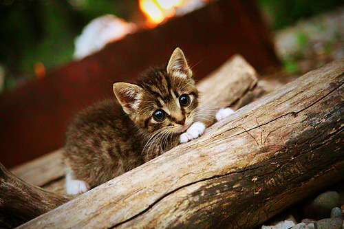 世俱杯直播-哈利伯顿导演攻防盛宴,上海男篮全面压制新疆赢得关键战