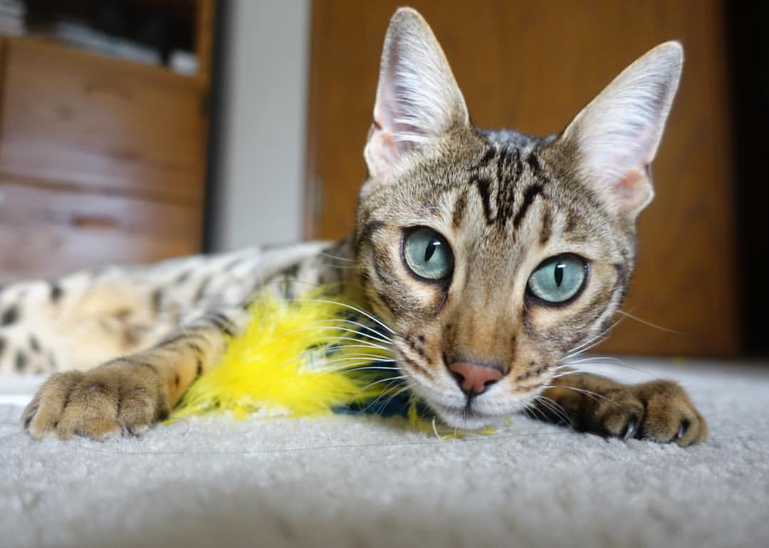 世俱杯决赛-撕裂苍穹，李刚仁与他的寂静革命