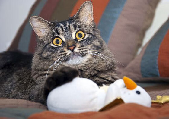 世俱杯-梅西关键先生显神威，曼联压哨绝杀新西兰